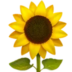 sunflower untuk platform Apple