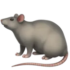 rat voor Apple platform