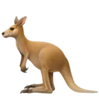 kangaroo för Apple-plattform