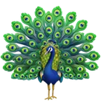 peacock for Apple platform