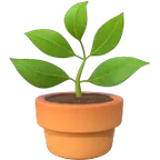 Apple प्लेटफ़ॉर्म के लिए potted plant