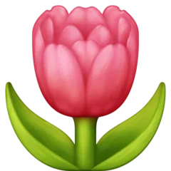 Facebook 플랫폼을 위한 tulip