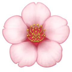 Facebook প্ল্যাটফর্মে জন্য cherry blossom