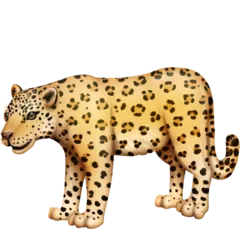 Facebook প্ল্যাটফর্মে জন্য leopard