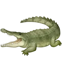 crocodile עבור פלטפורמת Facebook