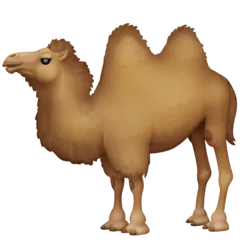 two-hump camel alustalla Facebook