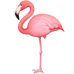 flamingo för Facebook-plattform