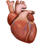 Facebook 平台中的 anatomical heart