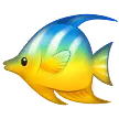 tropical fish alustalla Samsung
