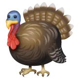 turkey for Whatsapp platform