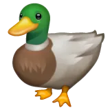 Whatsapp 平台中的 duck
