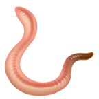 worm для платформи Whatsapp