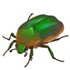 beetle untuk platform Whatsapp