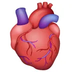 anatomical heart para la plataforma Whatsapp